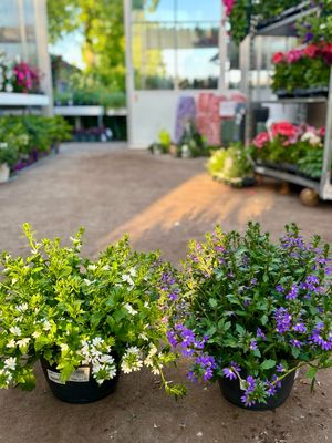 Scaevola paars/wit OP=OP