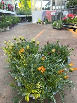 Gazania schaal OP=OP