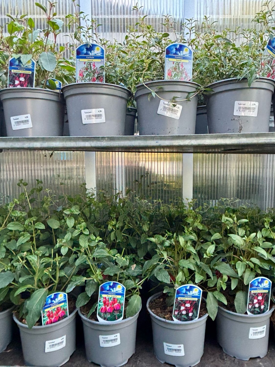 Fuchsia (Bellenplanten vaste plant) verschillende soorten OP=OP