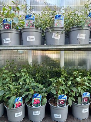 Fuchsia (Bellenplanten vaste plant) verschillende soorten OP=OP