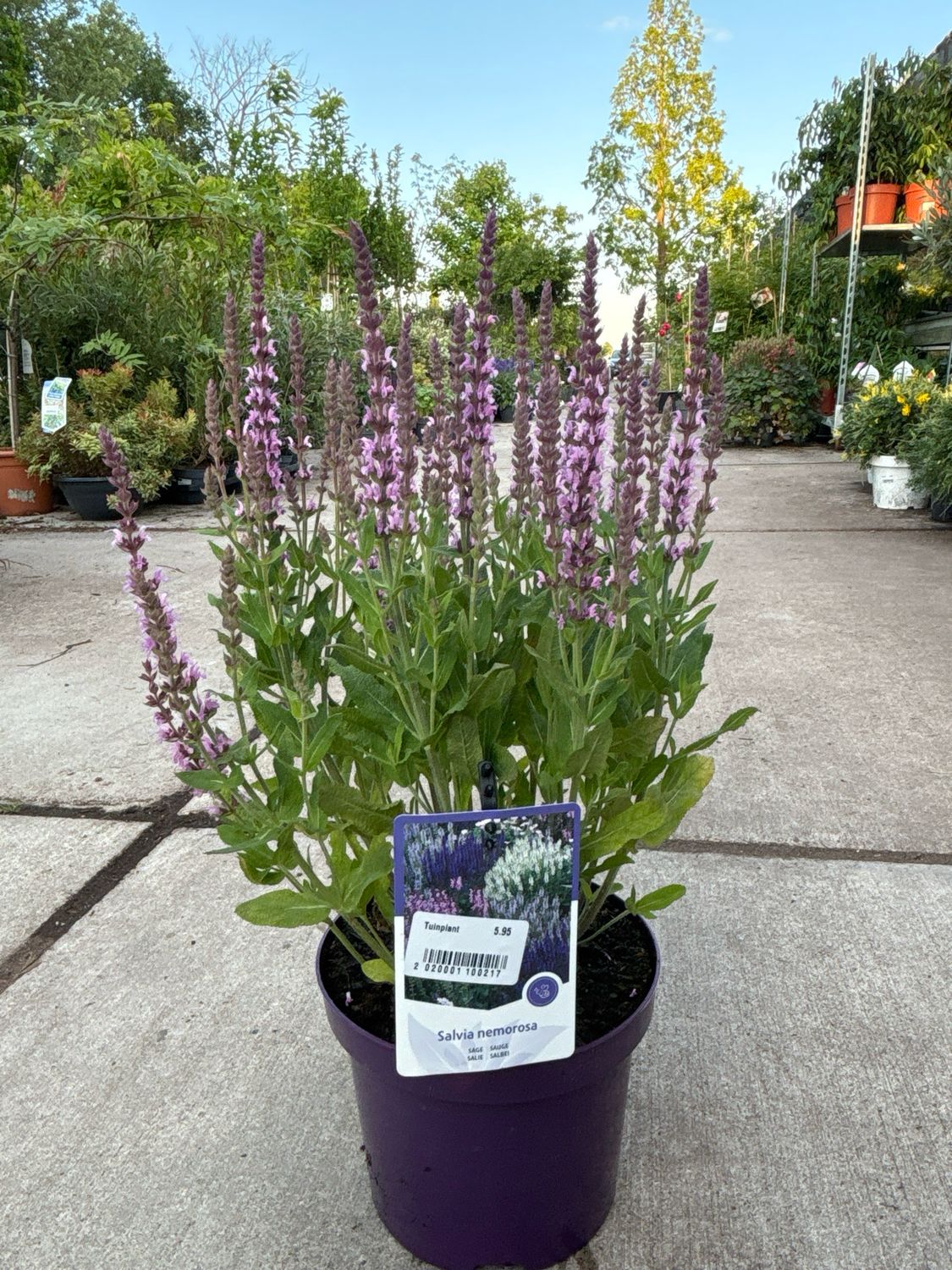 Salvia (Salie) OP=OP