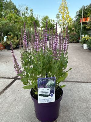 Salvia (Salie) OP=OP