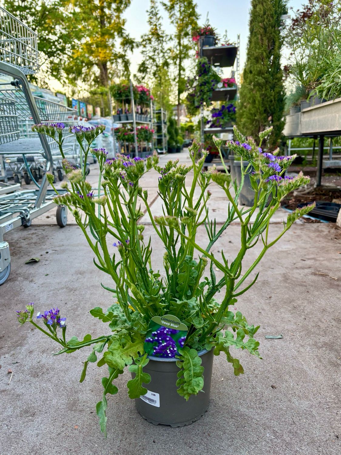 Limonium sinuatum 'Deep Blue’ (Lamsoor) OP=OP