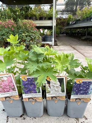 Delphinium (Ridderspoor) 4 voor €10 OP=OP Delphinium (Ridderspoor) 4 voor €10 OP=OP