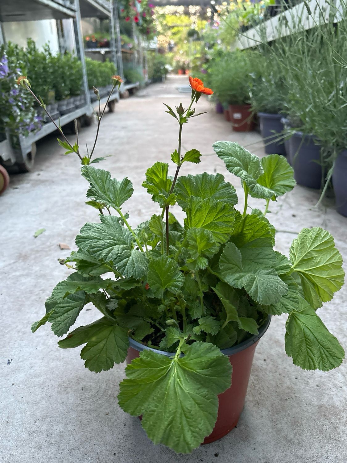 Geum (Nagelkruid) OP=OP