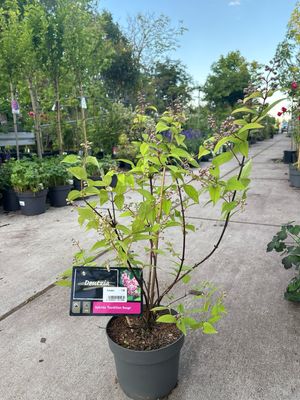 Deutzia  (Bruidsbloem) verschillende soorten OP=OP