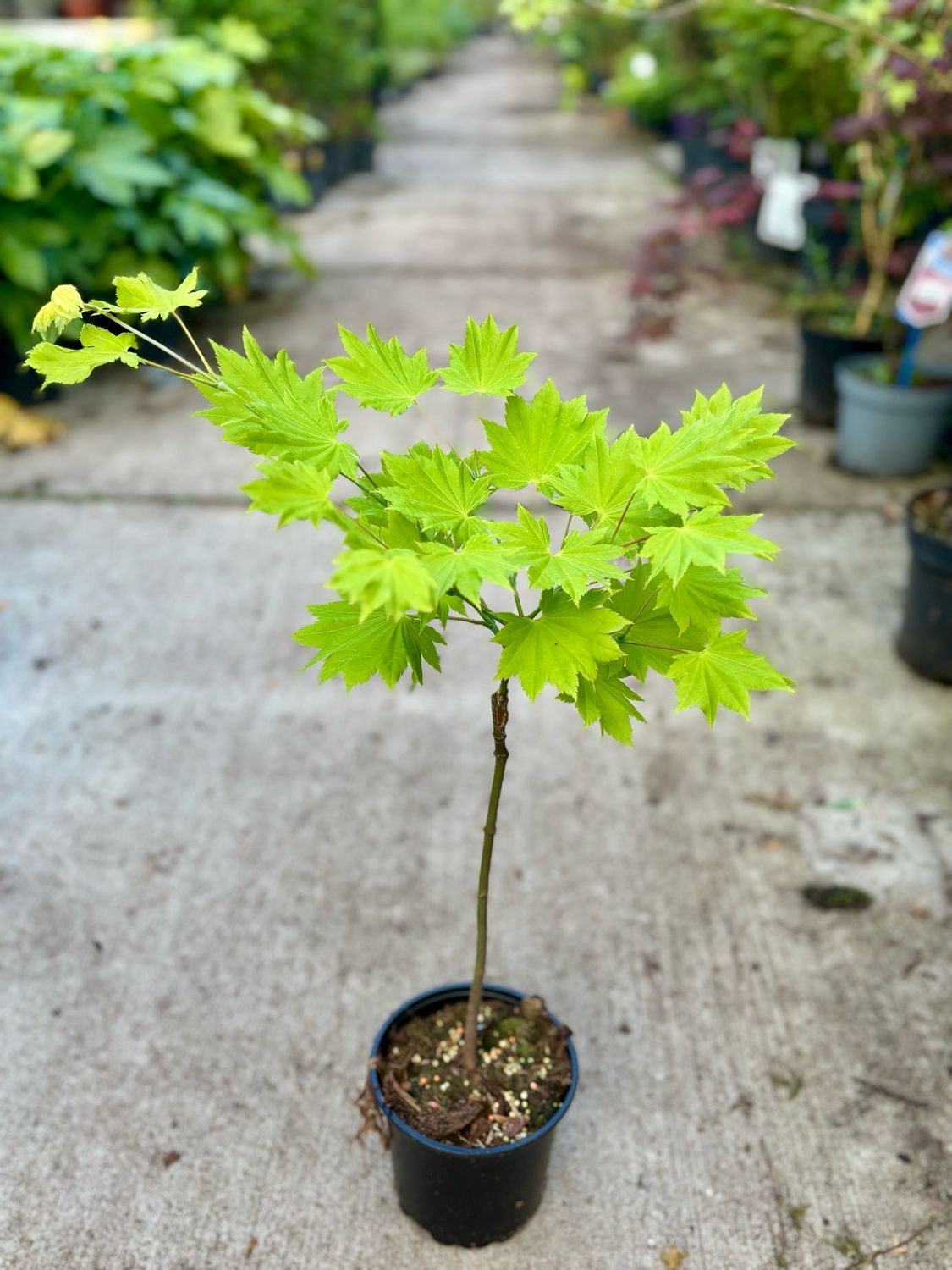 Acer shirasawanum 'Aureum' (Japanse goudesdoorn) OP=OP