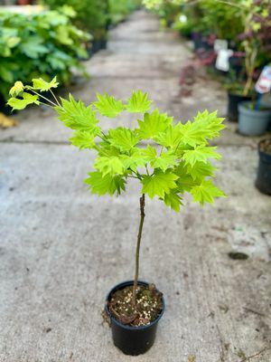 Acer shirasawanum 'Aureum' (Japanse goudesdoorn) OP=OP
