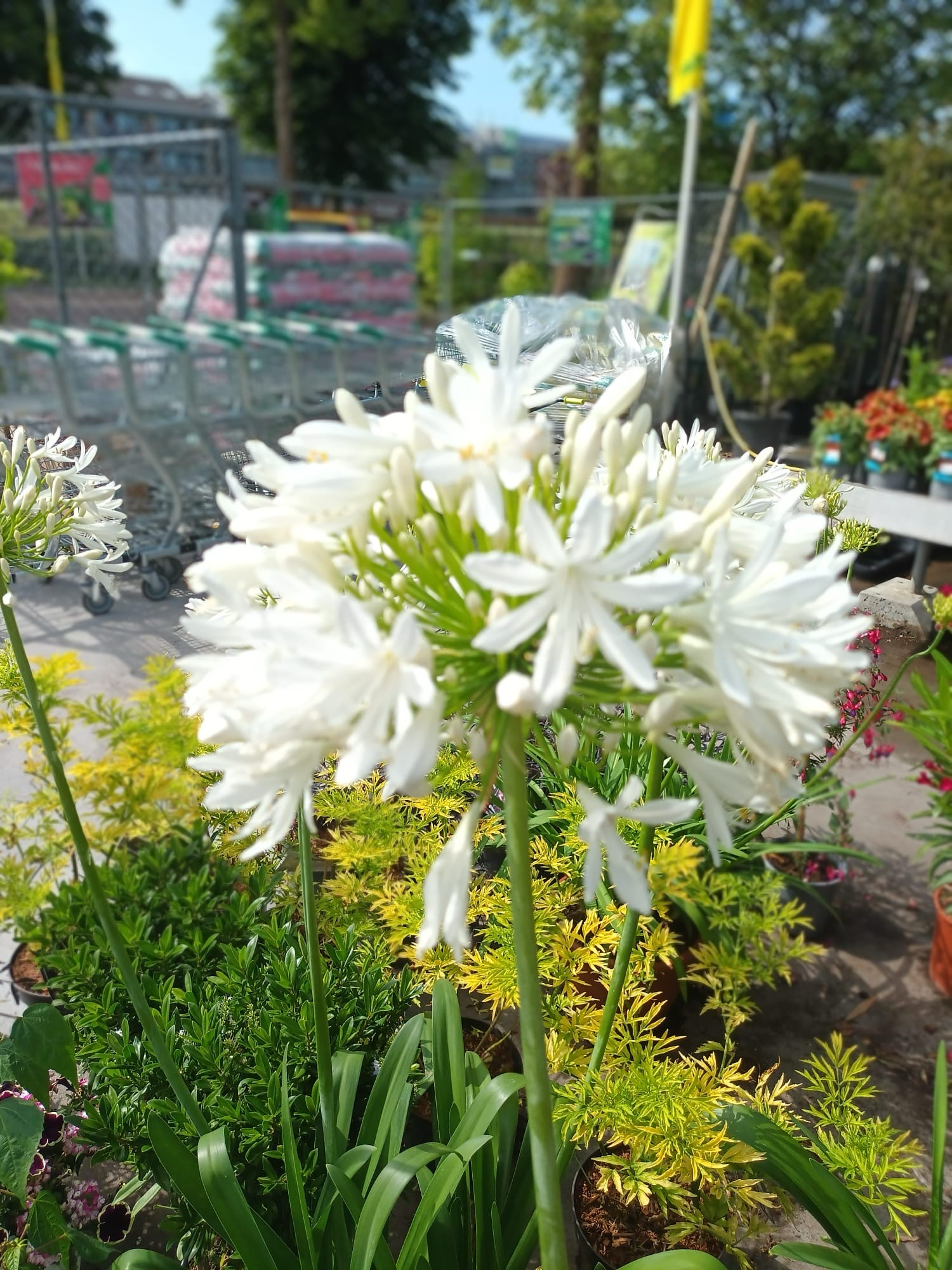 Agapanthus (Afrikaanse Lelie wit) OP=OP