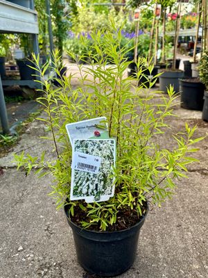 Spiraea thunbergii (Spierstruik) OP=OP