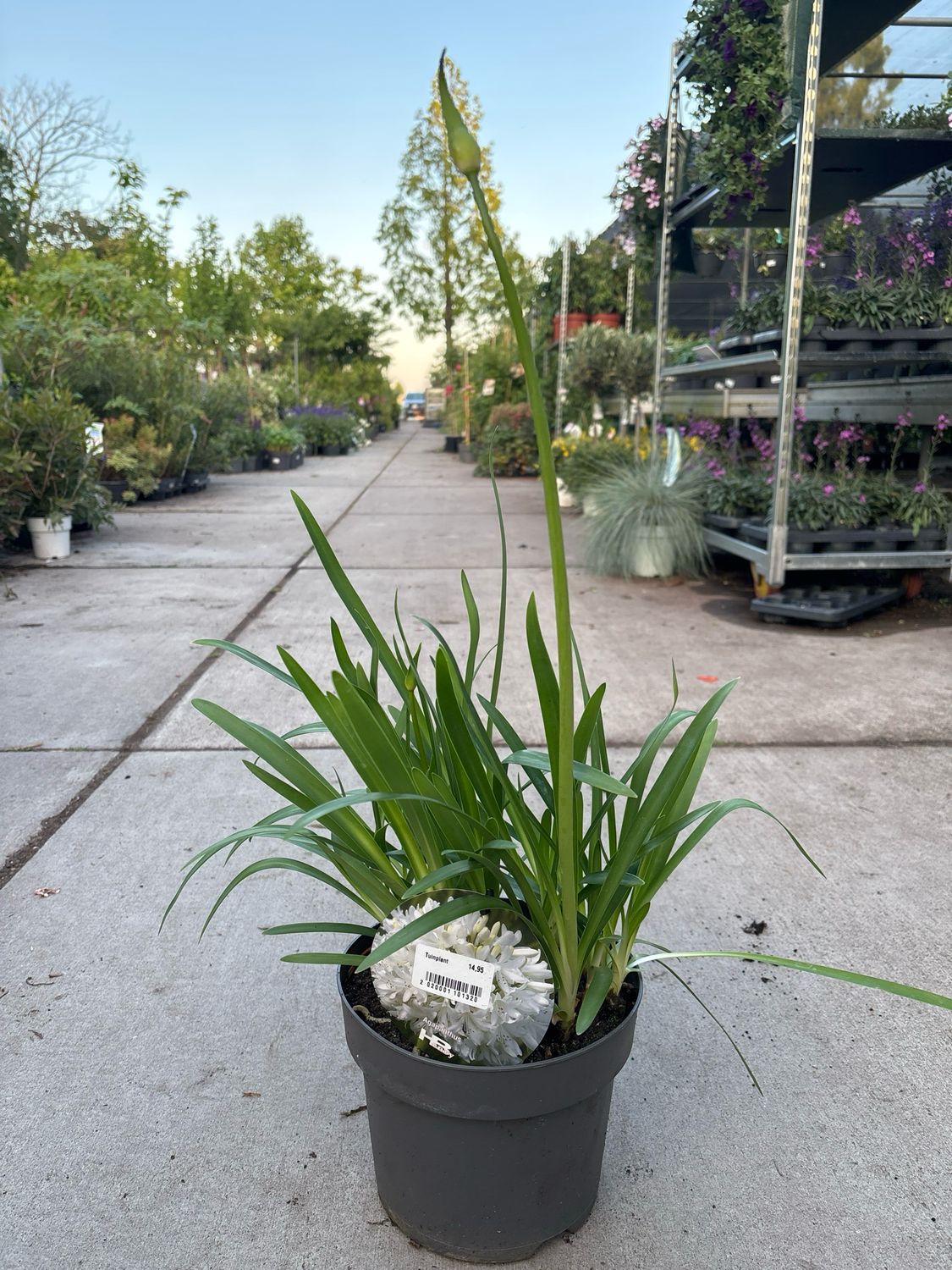 Agapanthus (Afrikaanse Lelie wit) OP=OP