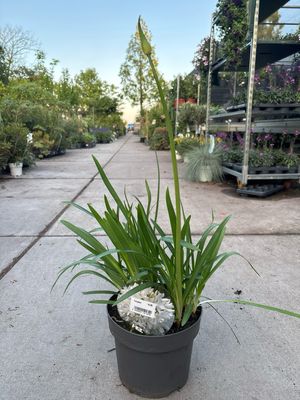 Agapanthus (Afrikaanse Lelie wit) OP=OP