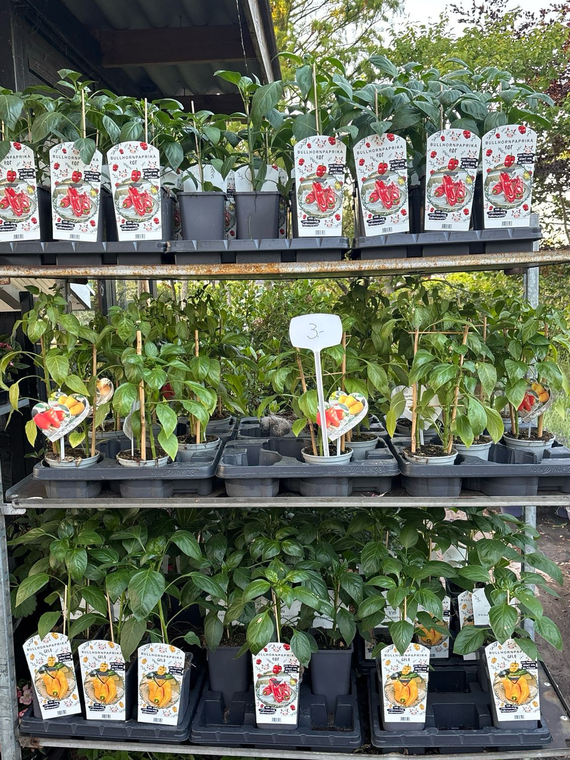 Groenten plantjes Paprika OP=OP