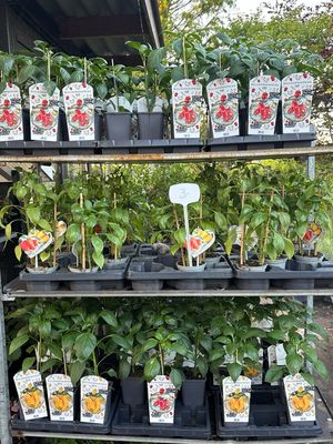 Groenten plantjes Paprika OP=OP