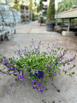 Scaevola paars OP=OP