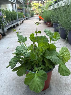 Geum (Nagelkruid) OP=OP