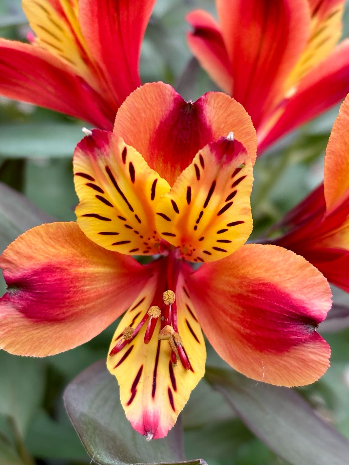 Alstroemeria indian Summer OP=OP