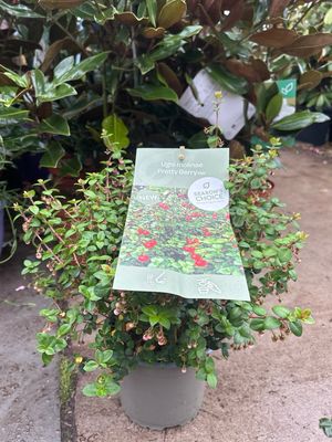 Ugni Molinae Pretty Berry (Chileense guave) OP=OP