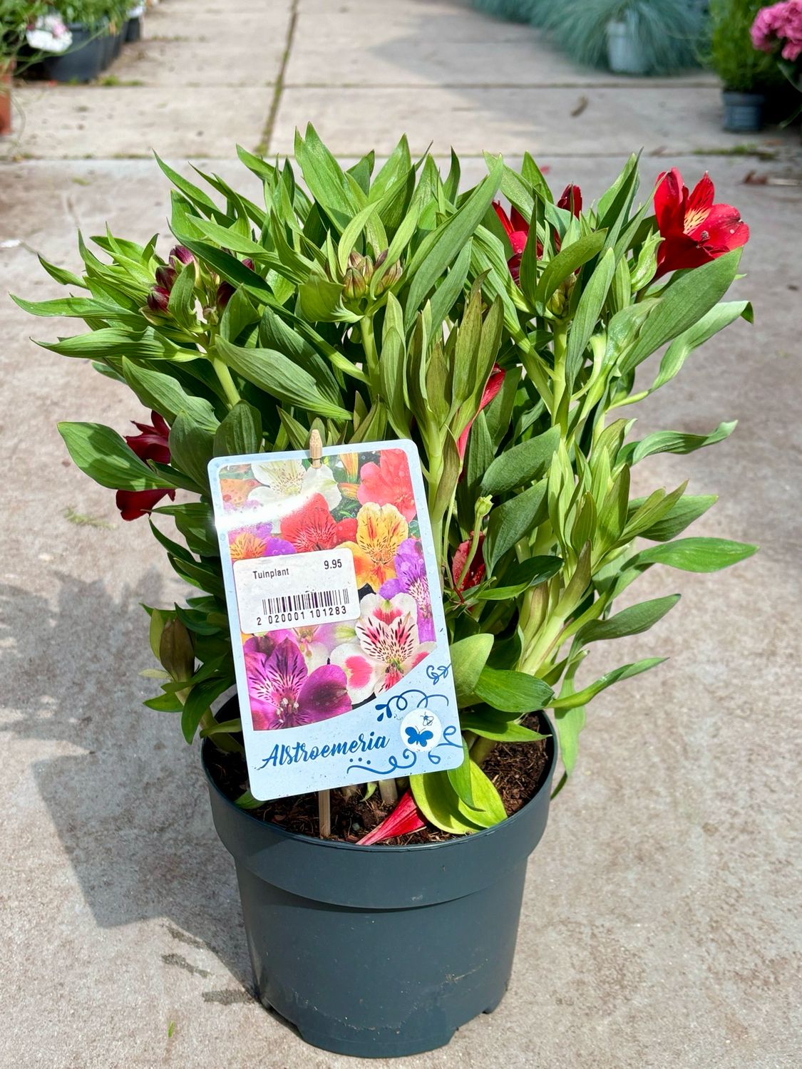 Alstroemeria verschillende soorten OP=OP Alstroemeria verschillende soorten OP=OP