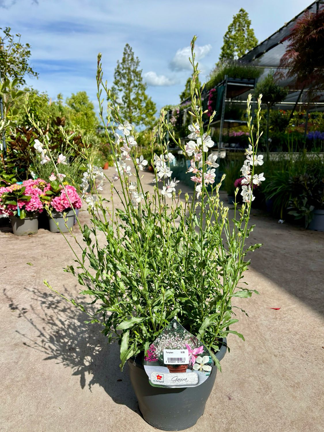 Gaura wit en roze (Prachtkaars)