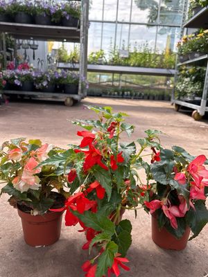 Begonia hang OP=OP Begonia hang OP=OP