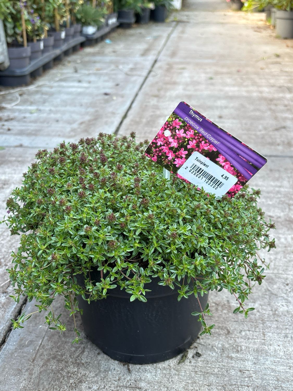 Thymus (Kruiptijm) OP=OP