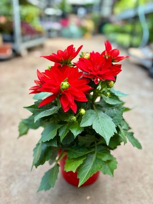 Dahlia Verschillende kleuren OP=OP