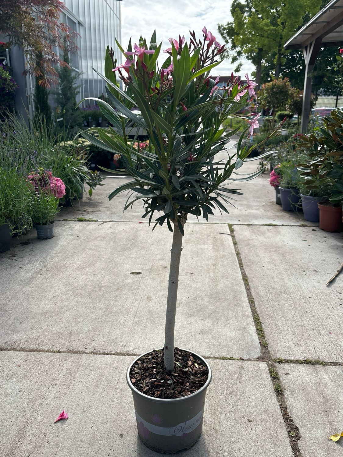 Verschillende kleuren Oleander op stam OP=OP