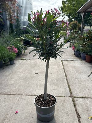 Verschillende kleuren Oleander op stam OP=OP