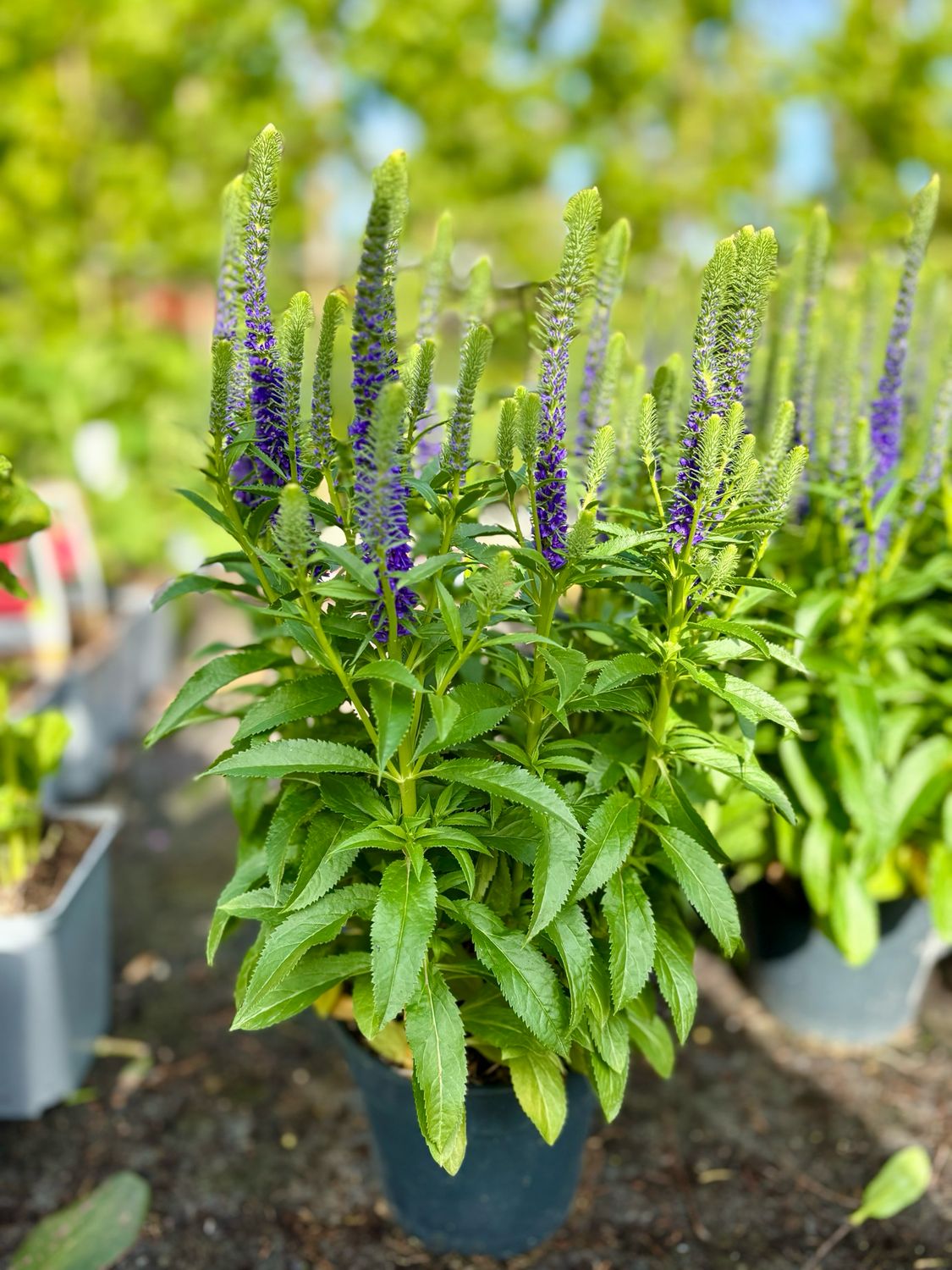 Veronica (spicata Ereprijs) OP=OP