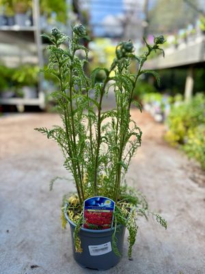 Achillea millefolium 'Paprika' (Duizendblad) OP=OP