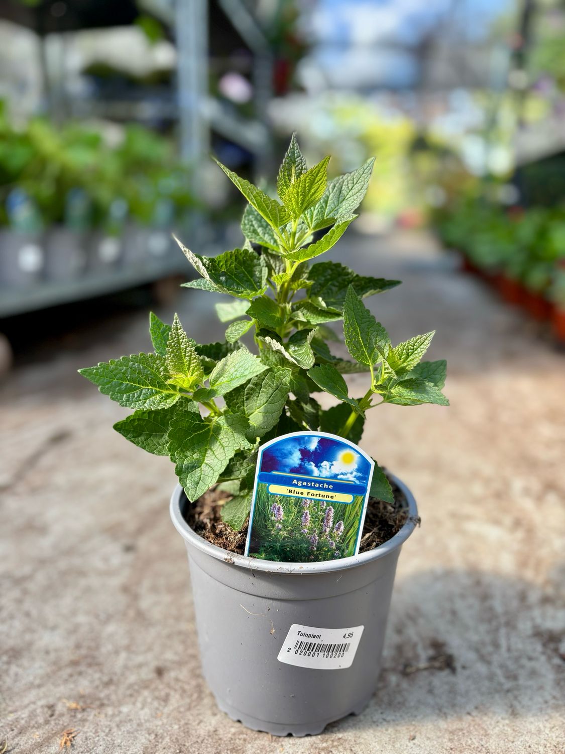 Agastache ‘Blue Fortune’ (Dropplant) OP=OP