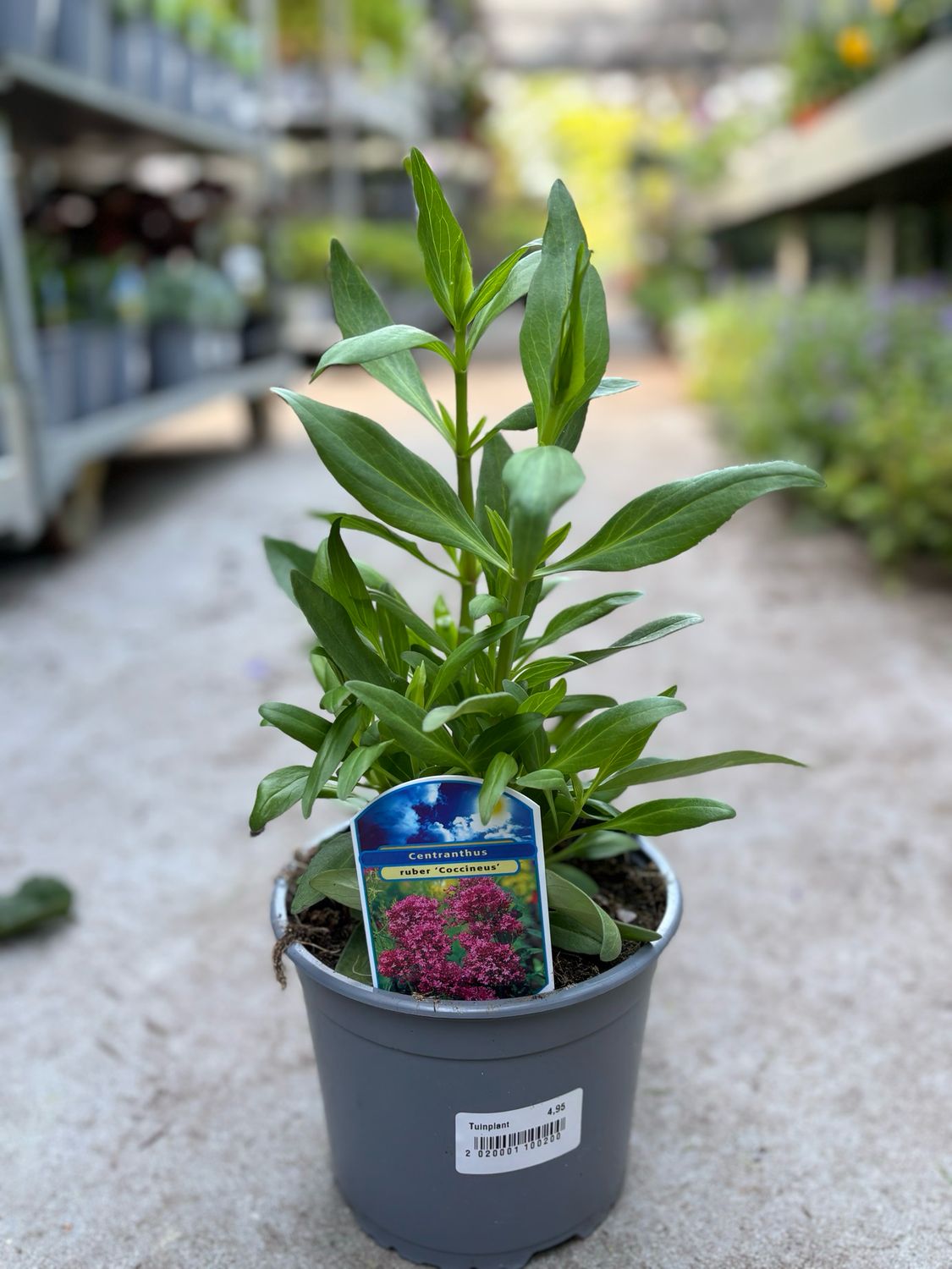 Centranthus ruber (Spoorbloem) 2 soorten OP=OP Centranthus ruber (Spoorbloem) 2 soorten OP=OP