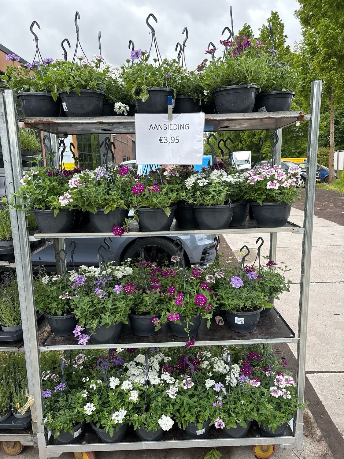 Perkplanten Verbena Hangplanten (Hangplant) verschillende soorten OP=OP