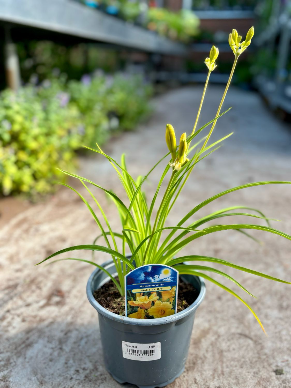 Hemerocallis ‘Stella de Oro’ (Daglelies)