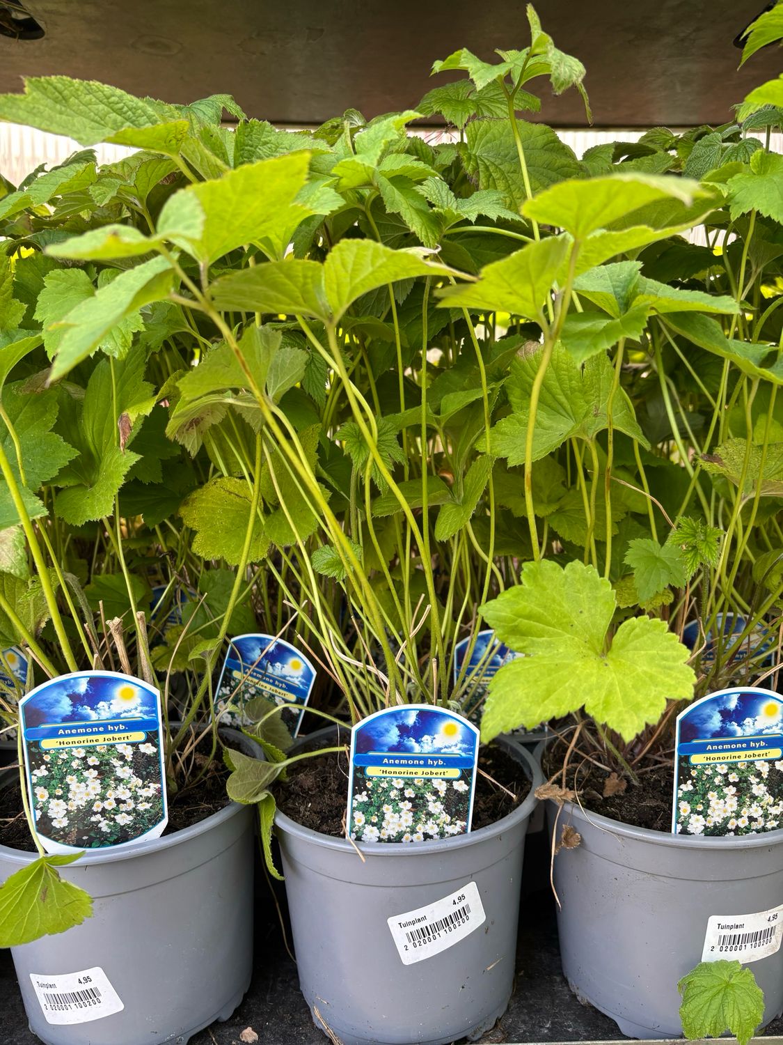 Anemone 'Honorine Jobert' (Herfstanemoon) OP=OP