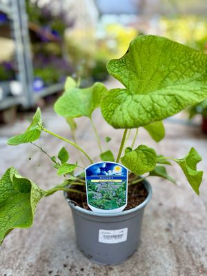 Brunnera macrophylla (Kaukasisch vergeet-mij-nietje) OP=OP