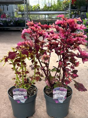 Coleus (Siernetel) OP=OP