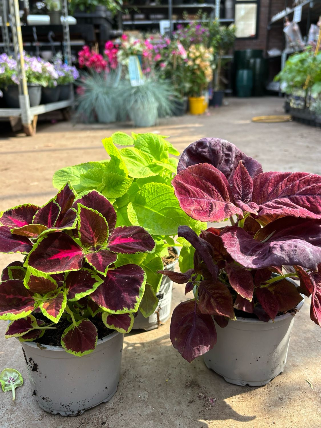 Coleus (Siernetel) OP=OP