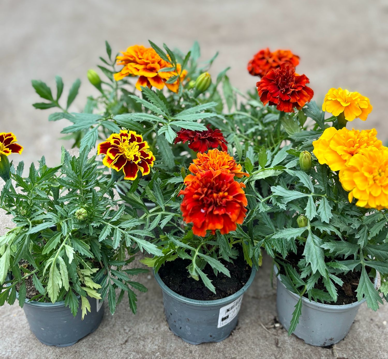 Afrikaantje (Perkplant) verschillende soorten OP=OP