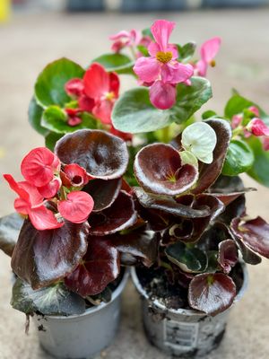 Begonia verschillende kleuren OP=OP