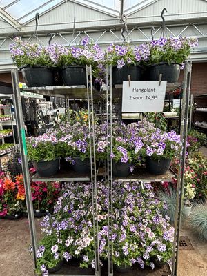 Hangplanten (Hangplant) verschillende soorten 2 voor €14,95 OP=OP