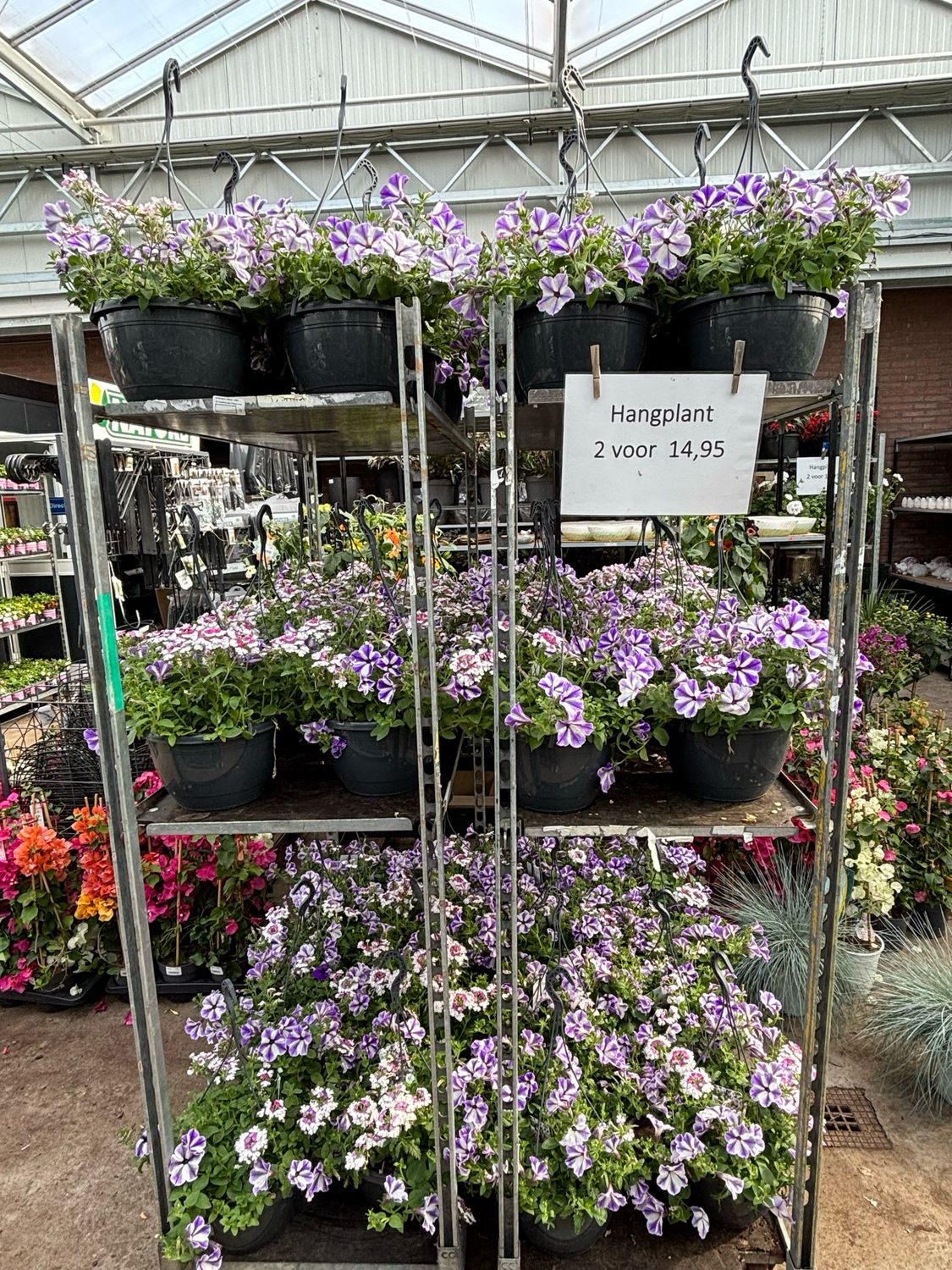 Hangplanten (Hangplant) verschillende soorten 2 voor €14,95 OP=OP