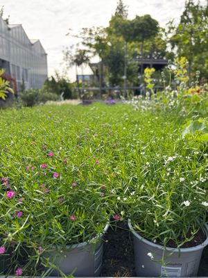 Gypsophila (Gipskruid) 4 voor €10 OP=OP