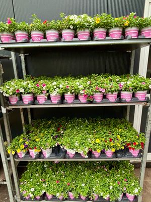 Perkplanten Festival Colours Petunia OP=OP
