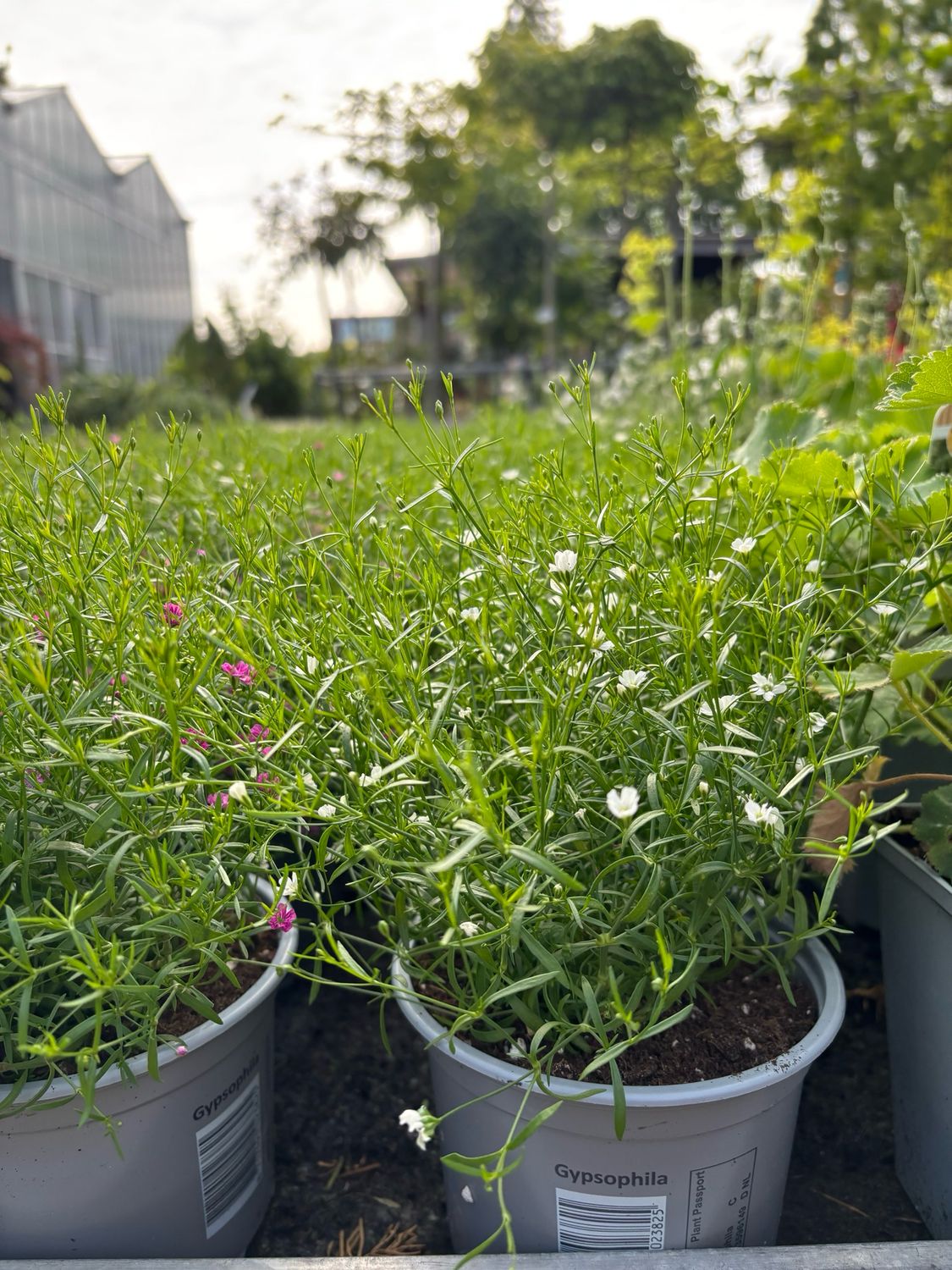 Gypsophila (Gipskruid) 3 voor €10 OP=OP
