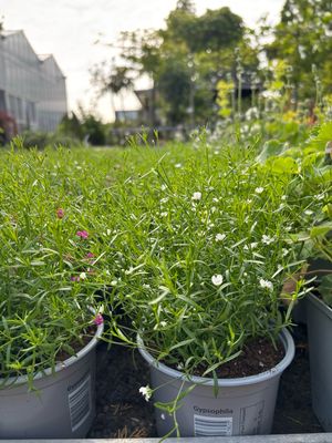 Gypsophila (Gipskruid) 3 voor €10 OP=OP
