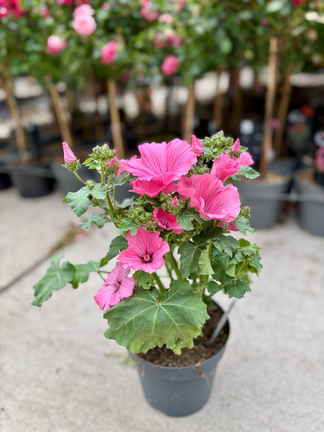 Lavatera (Struikmalva) OP=OP