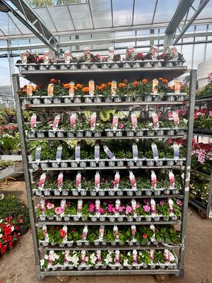 Perkplanten trays (6 stuks per tray) OP=OP