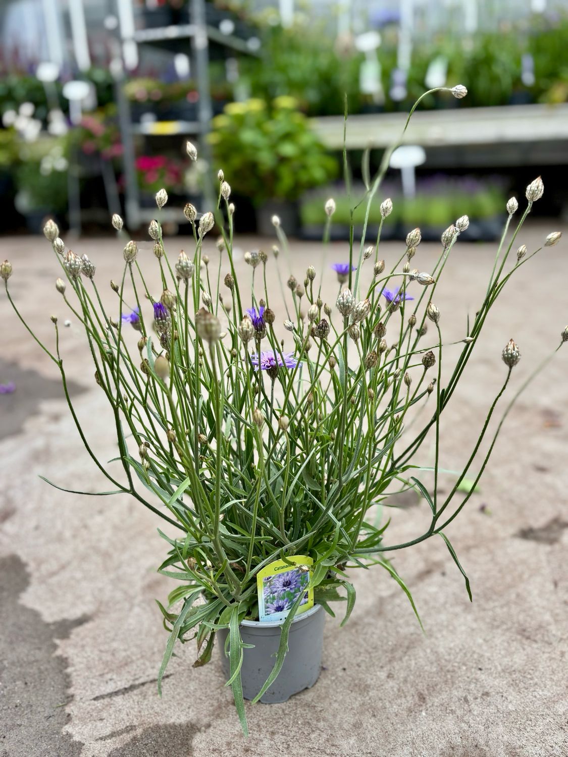 Catananche caerulea (Blauwe Strobloem) 3 voor €10 OP=OP